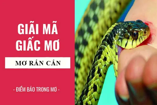 Giải mã giấc mơ: Mơ thấy rắn cắn, rắn đuổi, rắn đen, rắn trắng điềm báo gì, lành hay dữ? con số liên quan