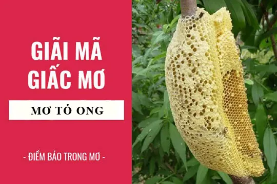 Giải mã giấc mơ: Nằm mơ ong vàng, ong chúa, tổ ong điềm báo gì, lành hay dữ? con số liên quan