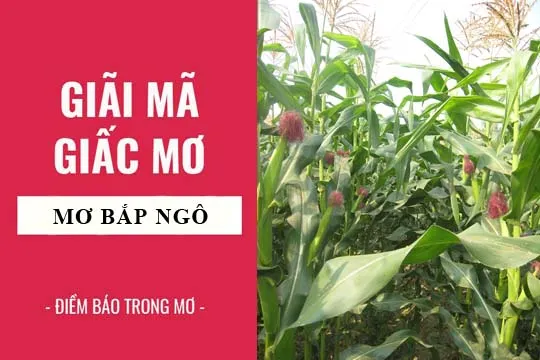 Giải mã giấc mơ: Nằm mơ thấy bắp ngô, cây ngô điềm báo gì, lành hay dữ? con số liên quan