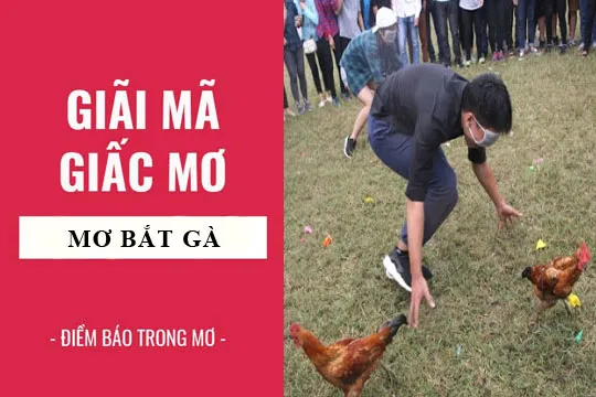 Giải mã giấc mơ: Nằm mơ thấy bắt gà, đá gà điềm báo gì, lành hay dữ? con số liên quan