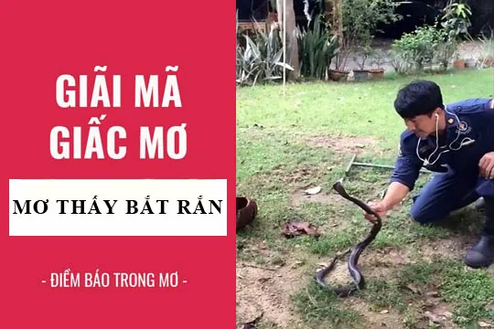 Giải mã giấc mơ: Nằm mơ thấy bắt rắn điềm báo gì, lành hay dữ? con số liên quan