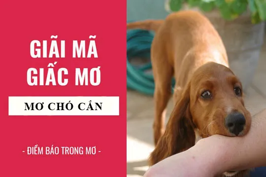 Giải mã giấc mơ: Nằm mơ thấy bị chó cắn, chó con điềm báo gì, lành hay dữ? con số liên quan