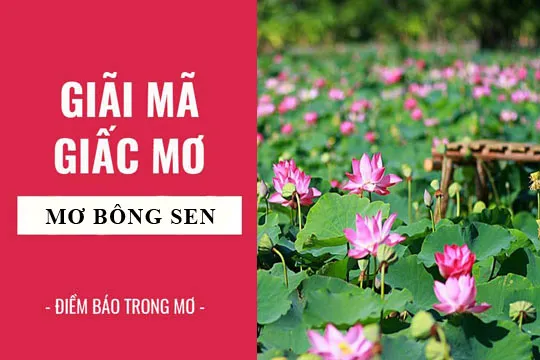 Giải mã giấc mơ: Nằm mơ thấy bông sen, hoa sen điềm báo gì, lành hay dữ? con số liên quan