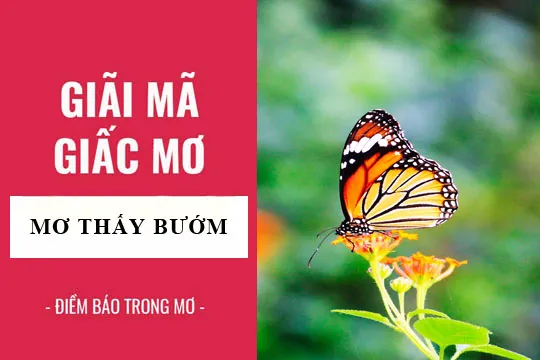 Giải mã giấc mơ: Nằm mơ thấy bướm, bướm xanh điềm báo gì, lành hay dữ? con số liên quan