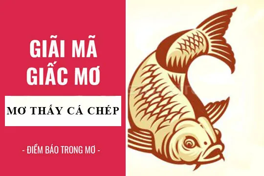 Giải mã giấc mơ: Nằm mơ thấy cá chép điềm báo gì, lành hay dữ? con số liên quan