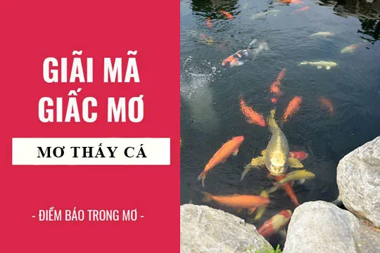 Giải mã giấc mơ: Nằm mơ thấy cá điềm báo gì, lành hay dữ? con số liên quan