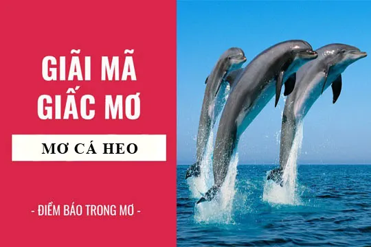 Giải mã giấc mơ: Nằm mơ thấy cá heo điềm báo gì, lành hay dữ? con số liên quan