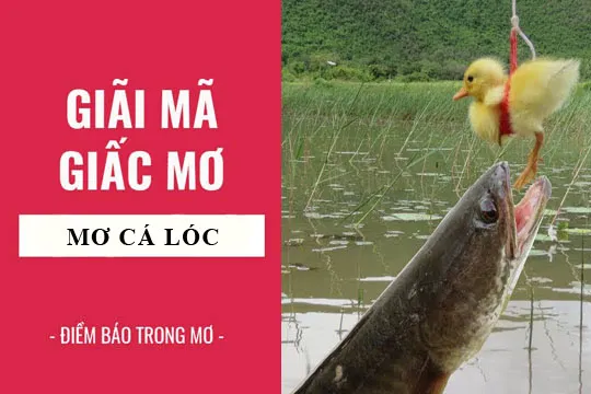 Giải mã giấc mơ: Nằm mơ thấy cá lóc, cá chuối – quả điềm báo gì, lành hay dữ? con số liên quan