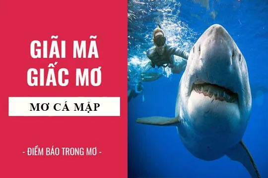 Giải mã giấc mơ: Nằm mơ thấy cá mập điềm báo gì, lành hay dữ? con số liên quan