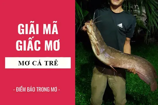 Giải mã giấc mơ: Nằm mơ thấy cá trê điềm báo gì, lành hay dữ? con số liên quan