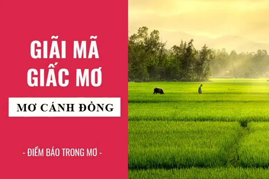 Giải mã giấc mơ: Nằm mơ thấy cánh đồng bao la điềm báo gì, lành hay dữ? con số liên quan