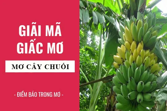 Giải mã giấc mơ: Nằm mơ thấy cây chuối, nải chuối điềm báo gì, lành hay dữ? con số liên quan