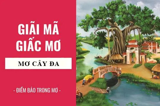 Giải mã giấc mơ: Nằm mơ thấy cây đa, đa cổ thụ điềm báo gì, lành hay dữ? con số liên quan