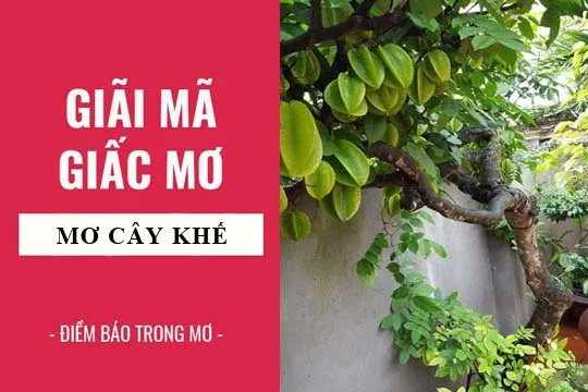 Giải mã giấc mơ: Nằm mơ thấy cây khế, quả khế điềm báo gì, lành hay dữ? con số liên quan