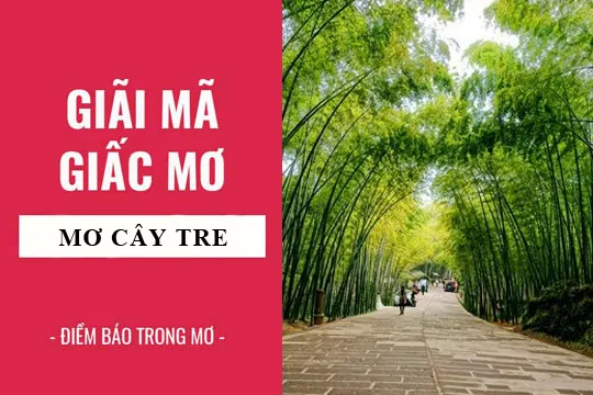 Giải mã giấc mơ: Nằm mơ thấy cây tre điềm báo gì, lành hay dữ? con số liên quan