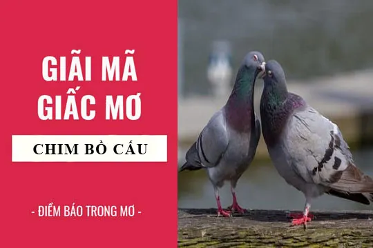 Giải mã giấc mơ: Nằm mơ thấy chim bồ câu điềm báo gì, lành hay dữ? con số liên quan