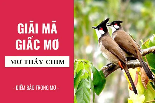 Giải mã giấc mơ: Nằm mơ thấy chim điềm báo gì, lành hay dữ? con số liên quan