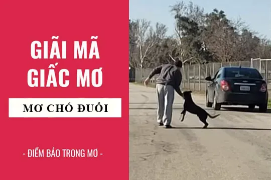 Giải mã giấc mơ: Nằm mơ thấy chó đuổi, chó cắn điềm báo gì, lành hay dữ? con số liên quan