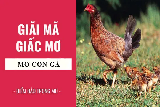 Giải mã giấc mơ: Nằm mơ thấy con gà điềm báo gì, lành hay dữ? con số liên quan