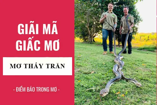 Giải mã giấc mơ: Nằm mơ thấy con trăn điềm báo gì, lành hay dữ? con số liên quan