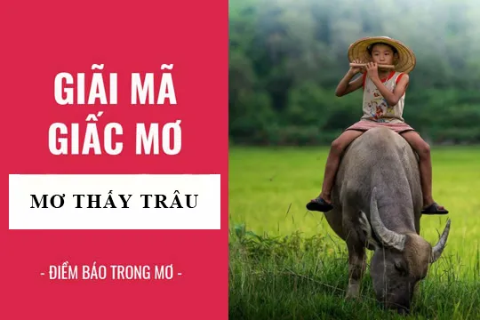 Giải mã giấc mơ: Nằm mơ thấy con trâu điềm báo gì, lành hay dữ? con số liên quan