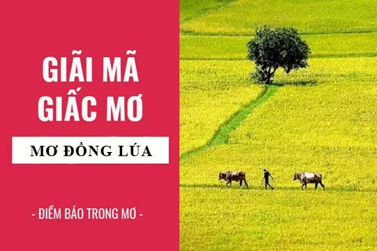 Giải mã giấc mơ: Nằm mơ thấy đồng lúa chín điềm báo gì, lành hay dữ? con số liên quan