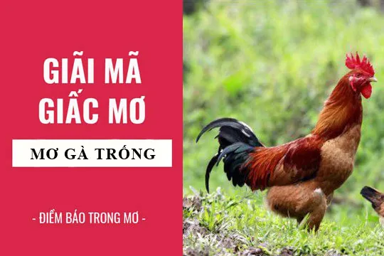 Giải mã giấc mơ: Nằm mơ thấy gà, gà trống điềm báo gì, lành hay dữ? con số liên quan