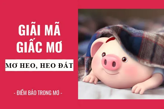 Giải mã giấc mơ: Nằm mơ thấy heo, heo đất điềm báo gì, lành hay dữ? con số liên quan