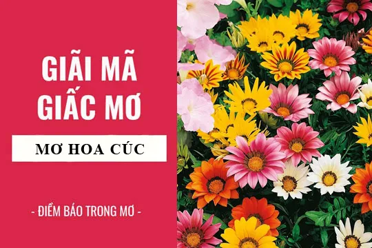 Giải mã giấc mơ: Nằm mơ thấy hoa cúc điềm báo gì, lành hay dữ? con số liên quan