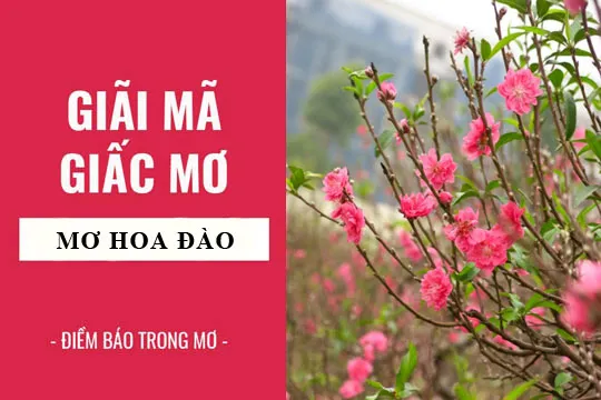 Giải mã giấc mơ: Nằm mơ thấy hoa đào điềm báo gì, lành hay dữ? con số liên quan