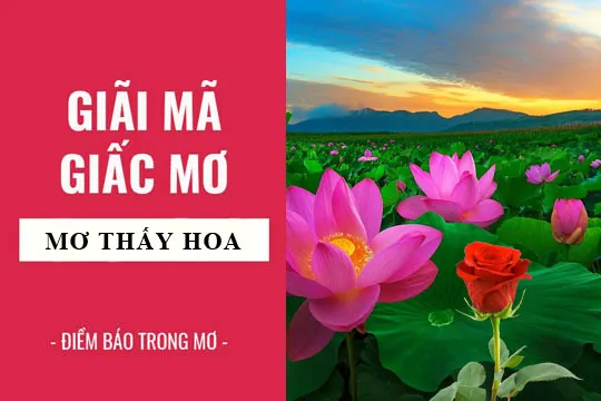 Giải mã giấc mơ: Nằm mơ thấy hoa, hoa sen, hoa hồng điềm báo gì, lành hay dữ? con số liên quan