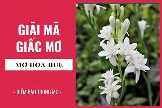 Giải mã giấc mơ: Nằm mơ thấy hoa huệ, huệ trắng lành hay dữ? con số liên quan