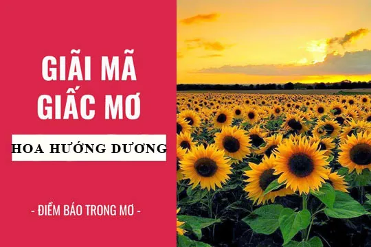 Giải mã giấc mơ: Nằm mơ thấy hoa hướng dương điềm báo gì, lành hay dữ? con số liên quan