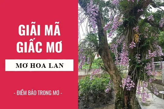 Giải mã giấc mơ: Nằm mơ thấy hoa lan điềm báo gì, lành hay dữ? con số liên quan