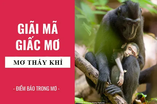 Giải mã giấc mơ: Nằm mơ thấy Khỉ điềm báo gì, lành hay dữ? con số liên quan