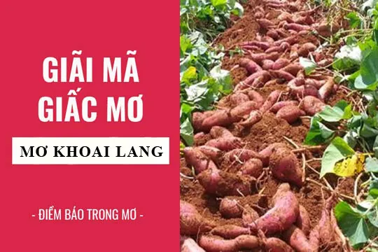 Giải mã giấc mơ: Nằm mơ thấy khoai lang điềm báo gì, lành hay dữ? con số liên quan