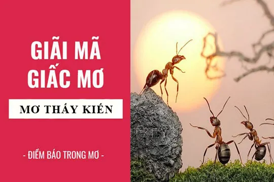 Giải mã giấc mơ: Nằm mơ thấy kiến điềm báo gì, lành hay dữ? con số liên quan