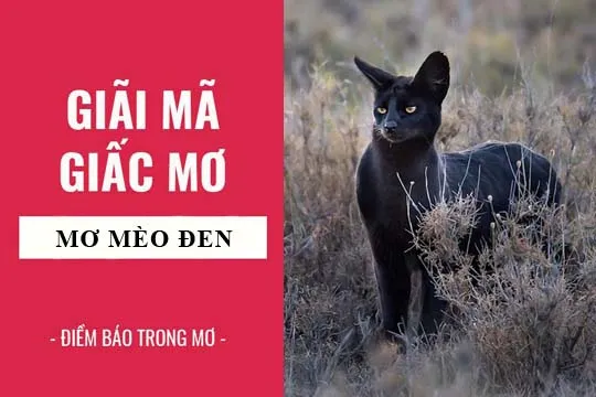 Giải mã giấc mơ: Nằm mơ thấy mèo đen điềm báo gì, lành hay dữ? con số liên quan