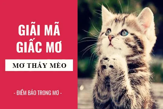 Giải mã giấc mơ: Nằm mơ thấy mèo điềm báo gì, lành hay dữ? con số liên quan