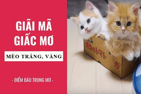 Giải mã giấc mơ: Nằm mơ thấy mèo trắng, vàng, mèo mướp điềm báo gì, lành hay dữ? con số liên quan