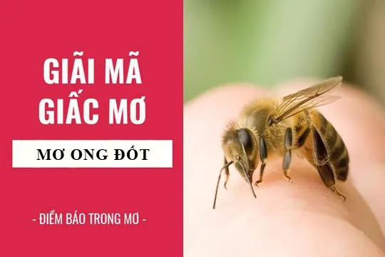 Giải mã giấc mơ: Nằm mơ thấy ong đốt điềm báo gì, lành hay dữ? con số liên quan