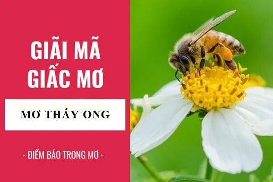 Giải mã giấc mơ: Nằm mơ thấy ong, ong đuổi điềm báo gì, lành hay dữ? con số liên quan