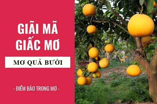 Giải mã giấc mơ: Nằm mơ thấy quả bưởi điềm báo gì, lành hay dữ? con số liên quan