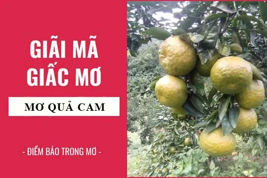 Giải mã giấc mơ: Nằm mơ thấy quả cam điềm báo gì, lành hay dữ? con số liên quan