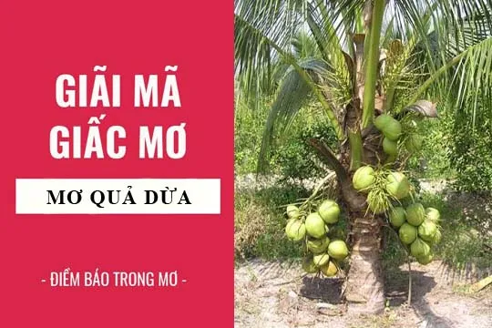 Giải mã giấc mơ: Nằm mơ thấy quả dừa điềm báo gì, lành hay dữ? con số liên quan