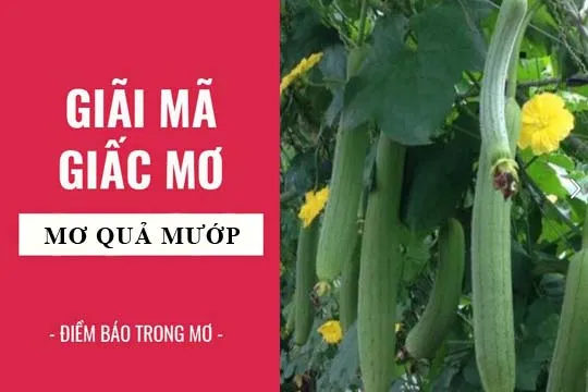 Giải mã giấc mơ: Nằm mơ thấy quả mướp điềm báo gì, lành hay dữ? con số liên quan