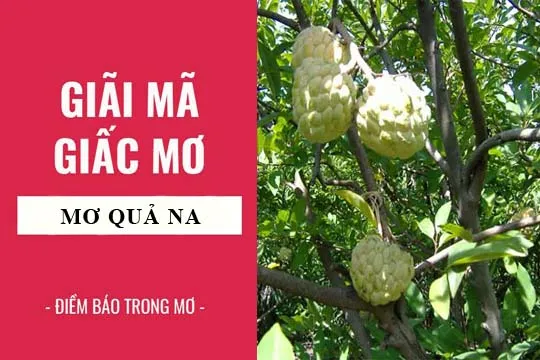 Giải mã giấc mơ: Nằm mơ thấy quả na điềm báo gì, lành hay dữ? con số liên quan