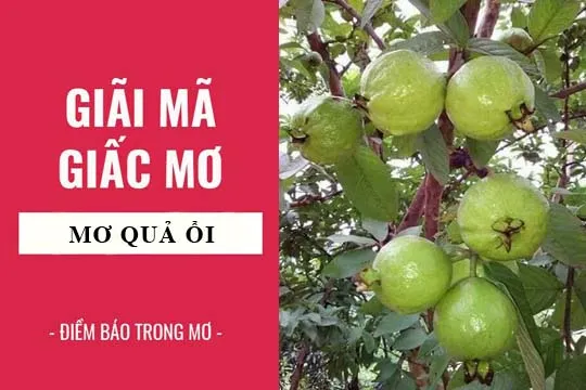 Giải mã giấc mơ: Nằm mơ thấy quả ổi điềm báo gì, lành hay dữ? con số liên quan