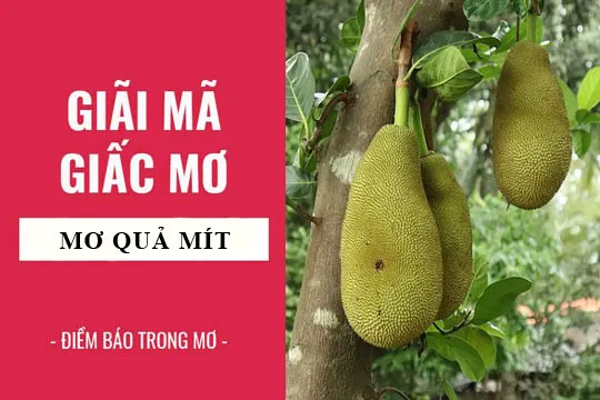 Giải mã giấc mơ: Nằm mơ thấy quả (trái) mít điềm báo gì, lành hay dữ? con số liên quan