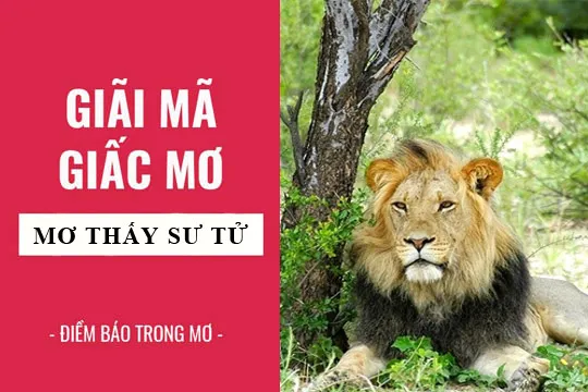 Giải mã giấc mơ: Nằm mơ thấy sư tử điềm báo gì, lành hay dữ? con số liên quan